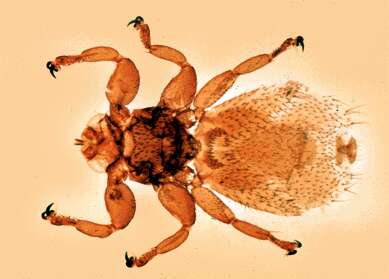 Image of Nycteribiidae