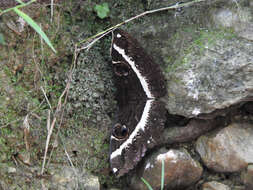 Image of Erebus terminitincta Fletcher 1957