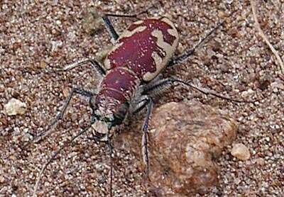 Image of Big Sand Tiger Beetle