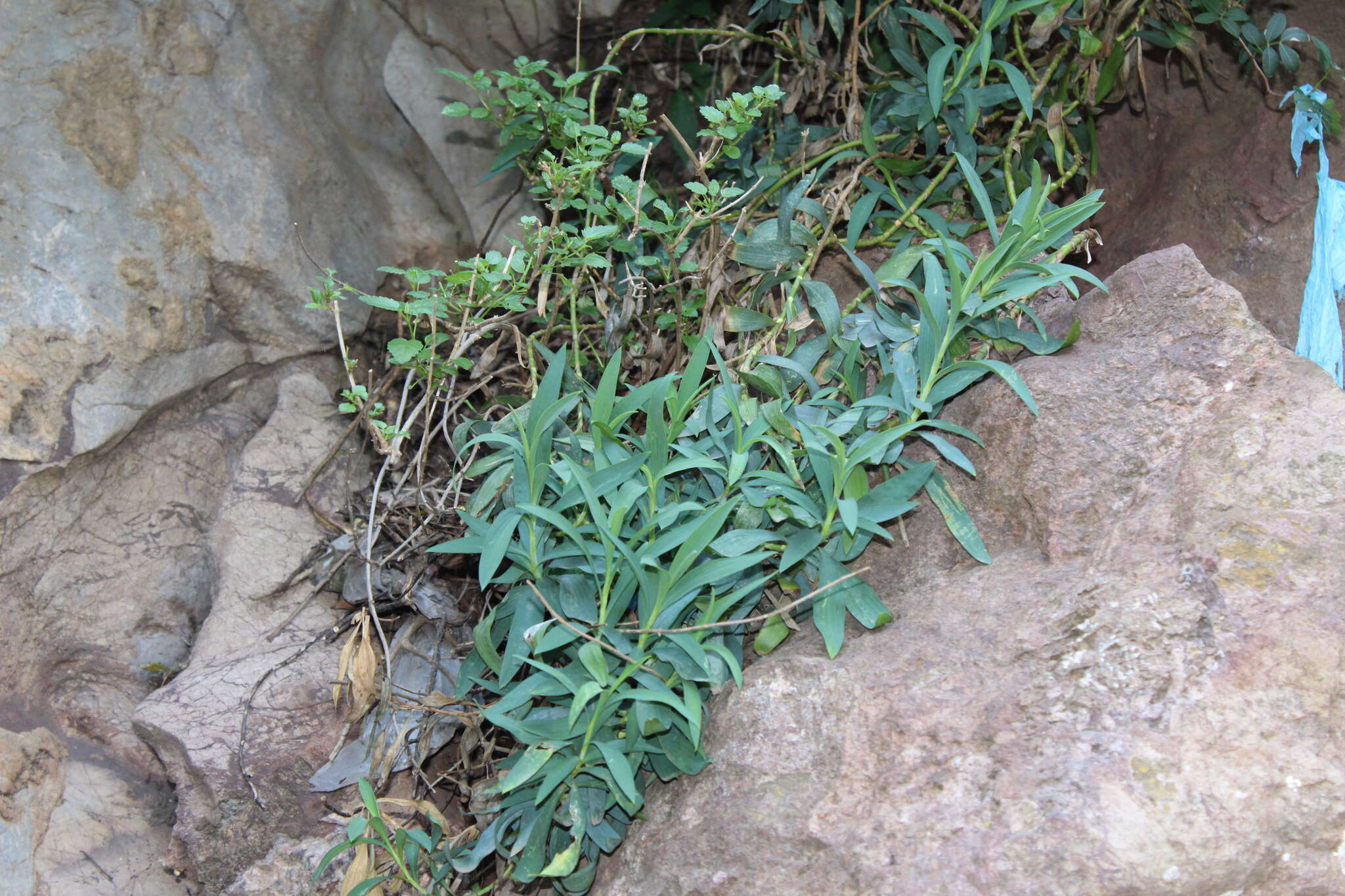 Image of Bupleurum plantagineum Desf.