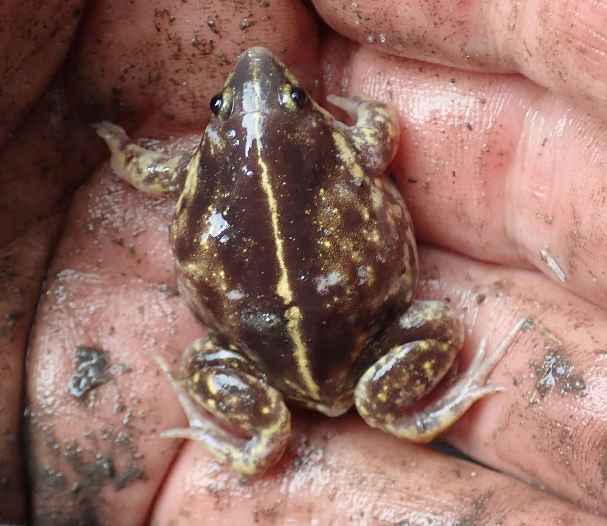 Image of Guinea Snout-burrower