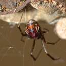 Image of Parasteatoda decorata (L. Koch 1867)