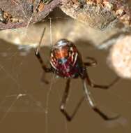 Image of Parasteatoda decorata (L. Koch 1867)