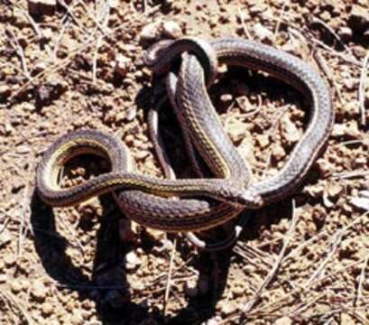 Image of Striped Whipsnake