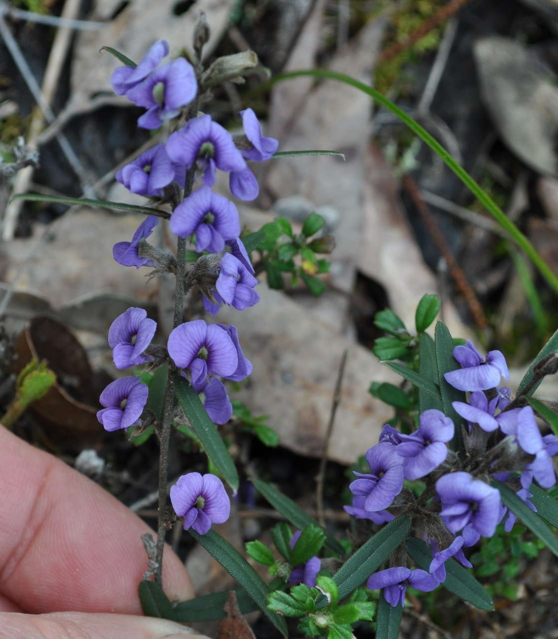 Слика од Hovea heterophylla Hook. fil.