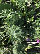 Image of dwarf checkerbloom