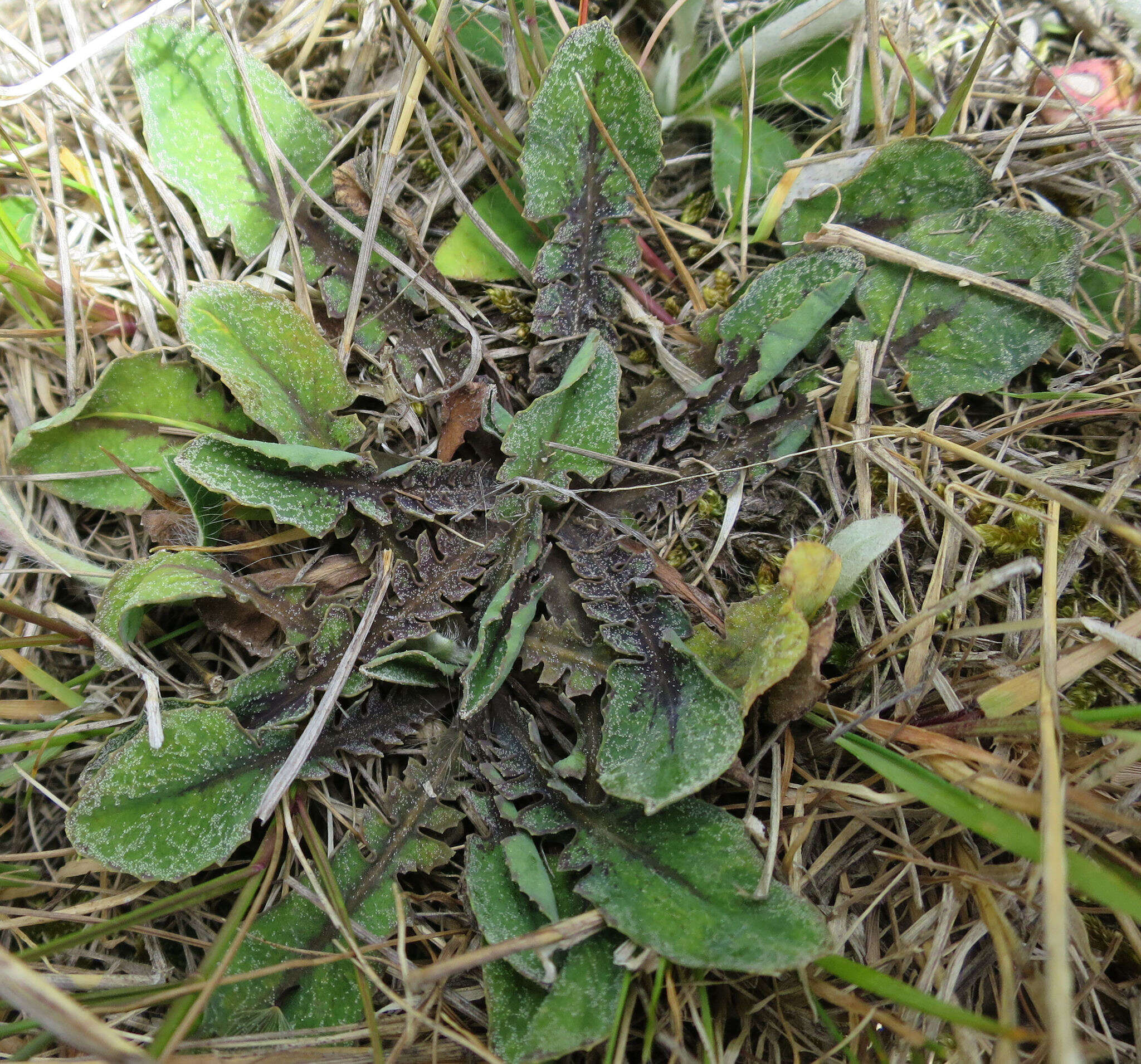 Image of Sonchus novae-zelandiae (Hook. fil.) Benth. & Hook. fil.