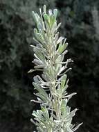 Imagem de Artemisia tridentata (Nutt.) W. A. Weber