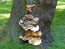 Image de Polypore géant