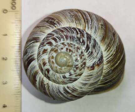 Image of Rock Snail