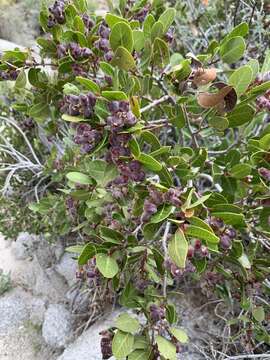 Image of Kearney's sumac