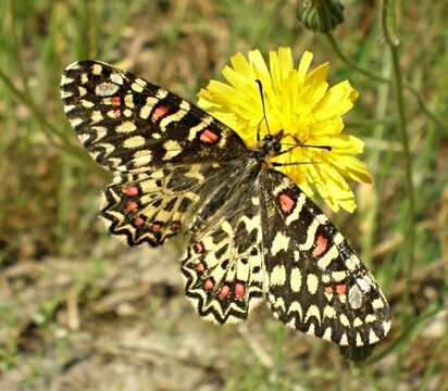 Image of Zerynthia rumina (Linnaeus 1758)