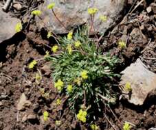 Image of Greenman's biscuitroot