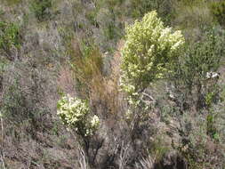 Image of Erica leucanthera L. fil.