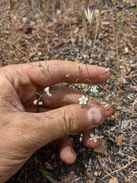 Image of Coast Range dwarf-flax