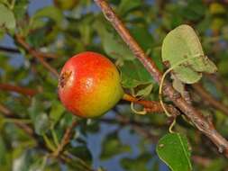 Plancia ëd Pyrus communis subsp. pyraster (L.) Ehrh.