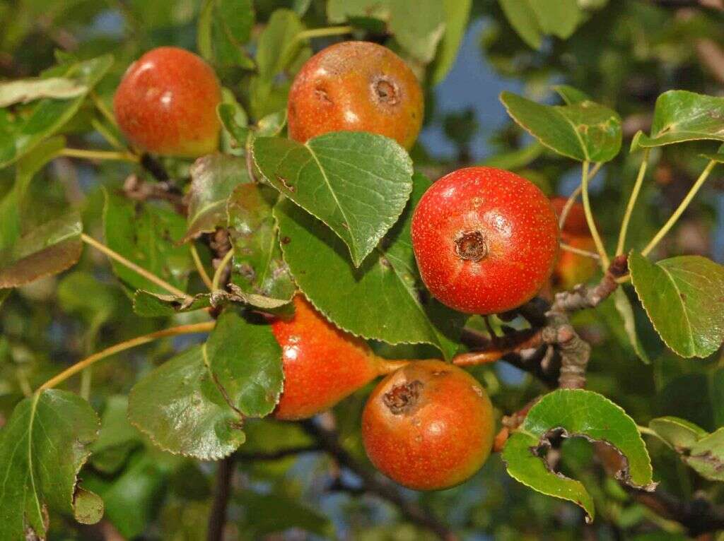 Plancia ëd Pyrus communis subsp. pyraster (L.) Ehrh.