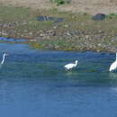 Image of Ardea alba melanorhynchos Wagler 1827