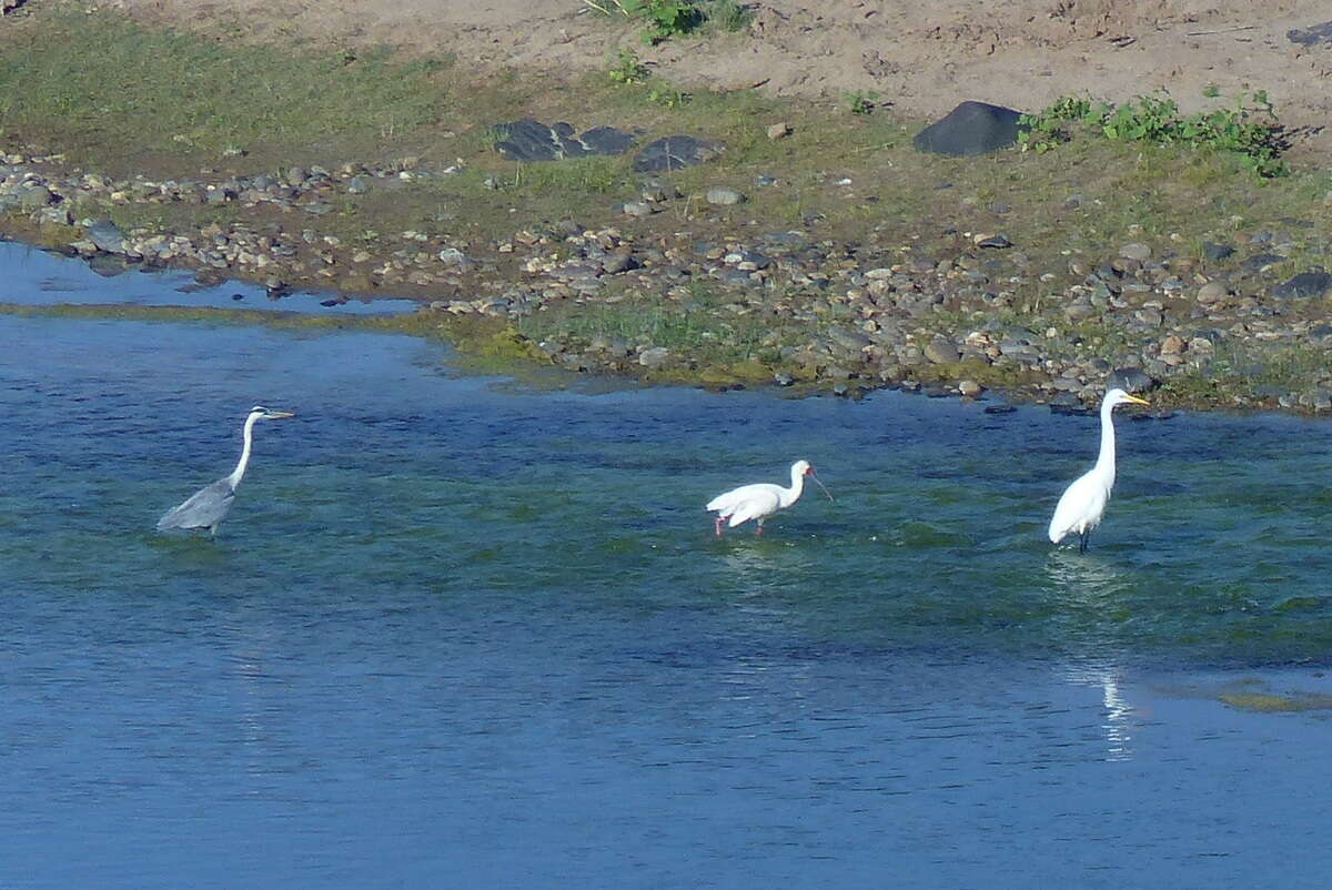 Image of Ardea alba melanorhynchos Wagler 1827