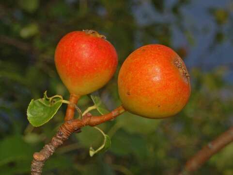 Plancia ëd Pyrus communis subsp. pyraster (L.) Ehrh.