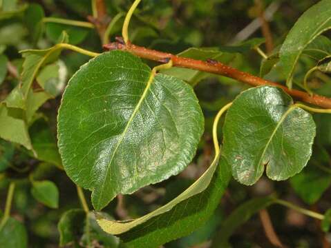 Plancia ëd Pyrus communis subsp. pyraster (L.) Ehrh.