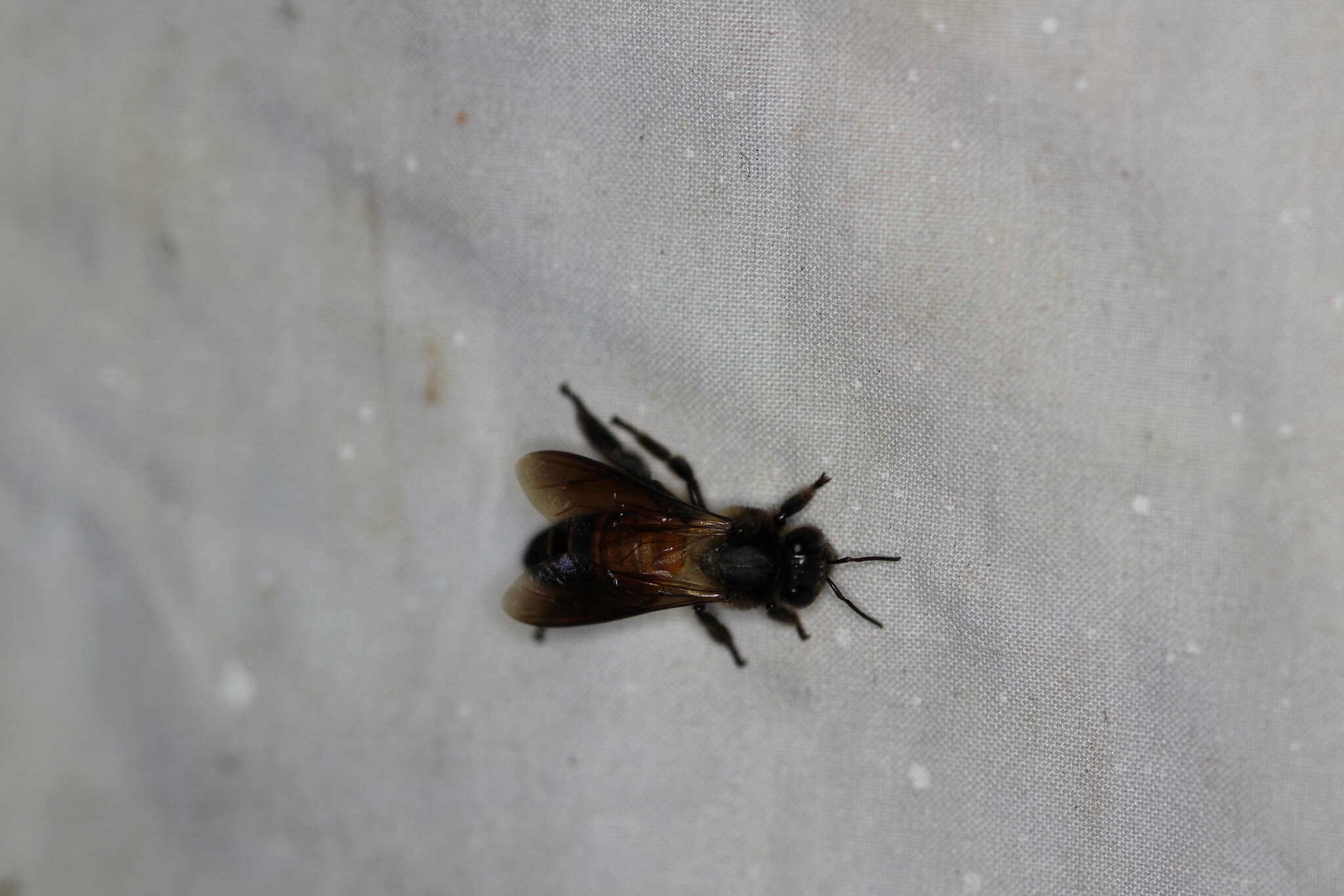 Image of Giant honey bee