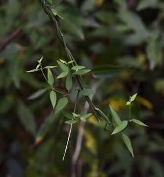 Слика од Orthosia virgata (Poir.) Fourn.