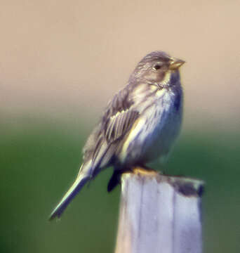 Image of Corn Bunting