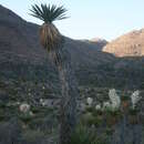 Sivun Yucca carnerosana (Trel.) McKelvey kuva