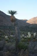 Sivun Yucca carnerosana (Trel.) McKelvey kuva