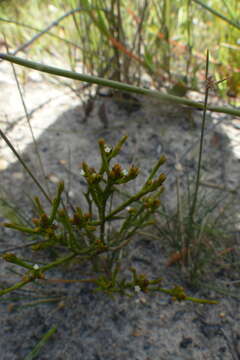 Image of Thesium nigromontanum Sond.