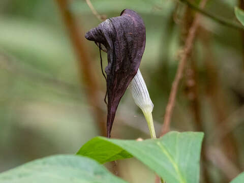 Arisaema filiforme (Reinw.) Blume的圖片