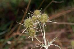 Image of field eryngo