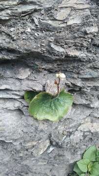 Image of Begonia monophylla Pav. ex A. DC.