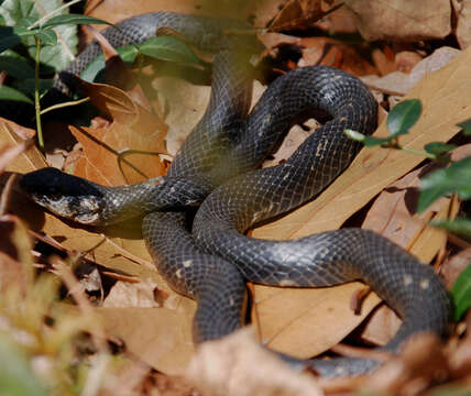 Image of Eastern Racer