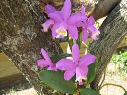 Imagem de Cattleya loddigesii Lindl.