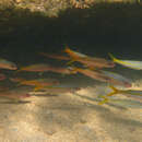 Image of Goatfish