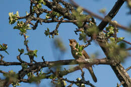 Image of Thrush Nightingale