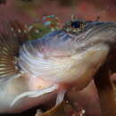 Image of Longfinned Triplefin