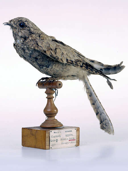 Image of Egyptian Nightjar