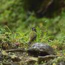 Plancia ëd Picus xanthopygaeus (Gray, JE, Gray & GR 1847)