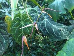 Imagem de Anthurium crystallinum Linden & André