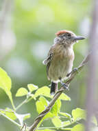 Image of Black-crested Antshrike