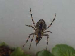 Image of Garden spider