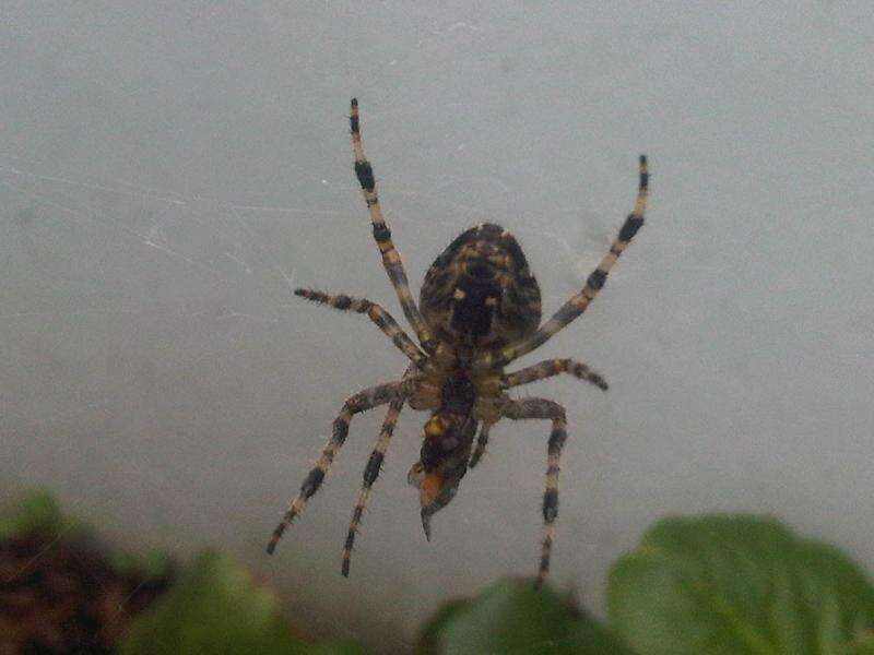 Image of Garden spider