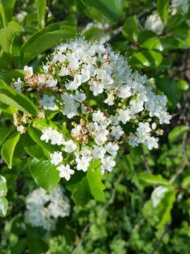 Imagem de Viburnum rufidulum Rafin.