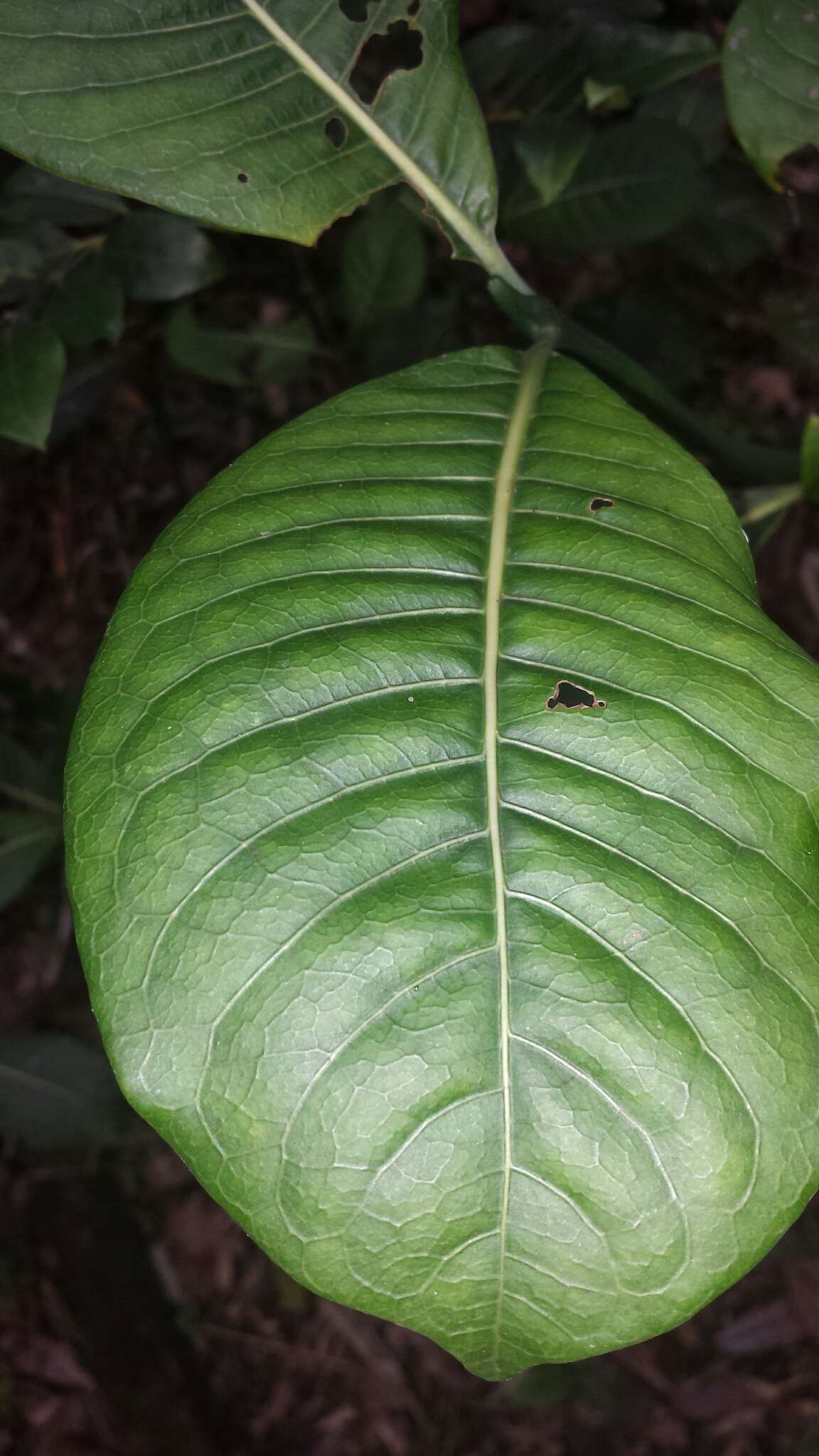 Image of Psychotria parkeri Baker