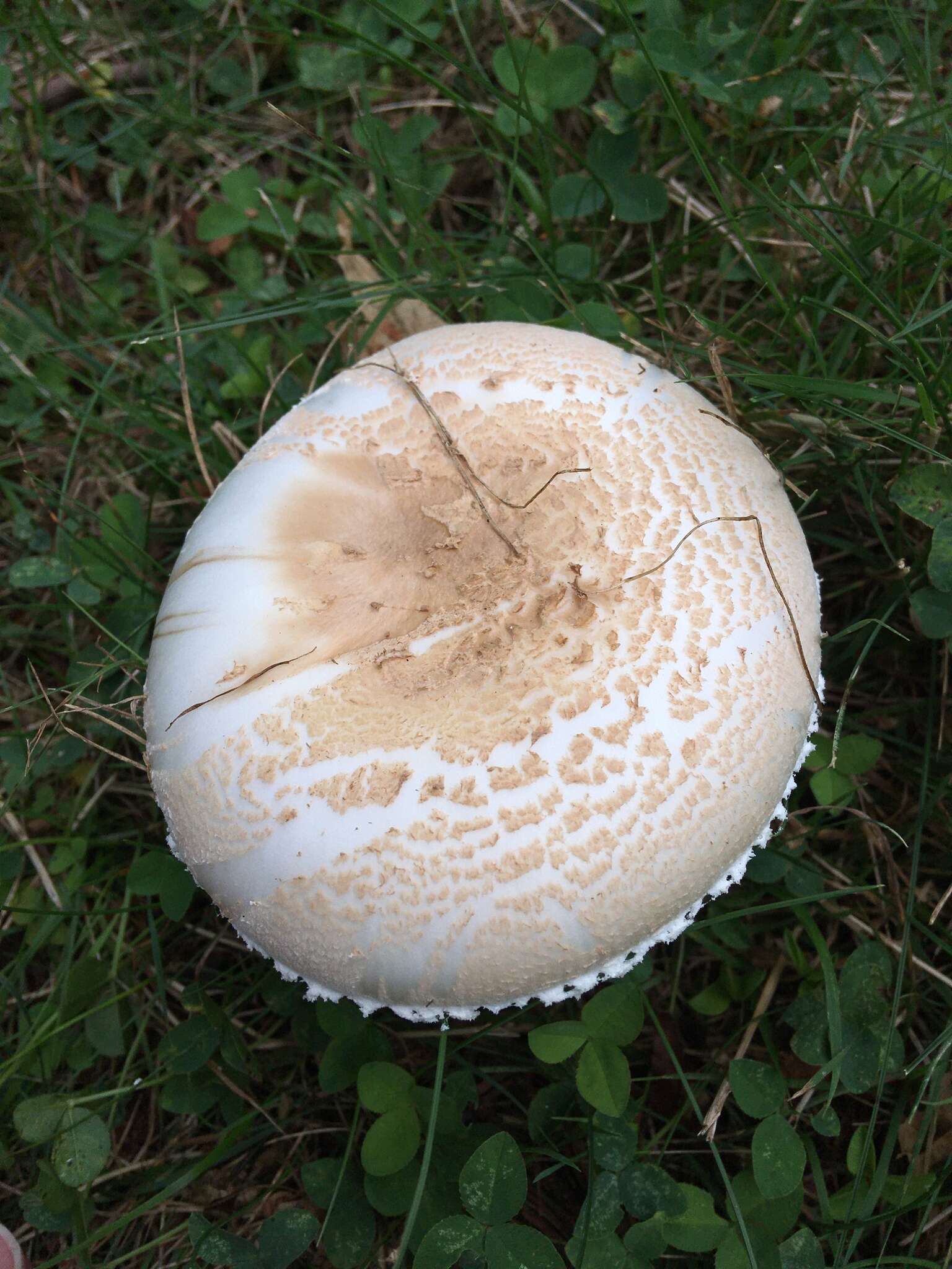 Image of Amanita peckiana Kauffman 1913