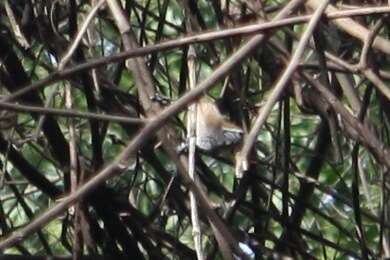 Image of Spot-breasted Wren