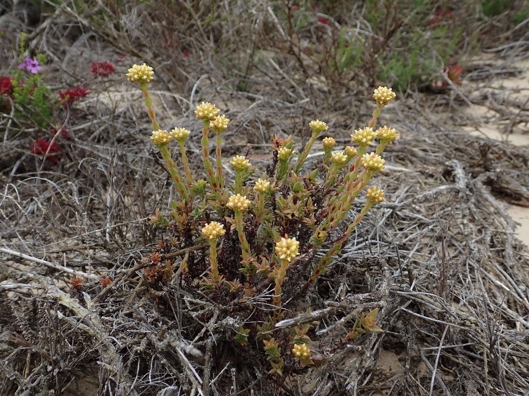 Image of Crassula subulata var. fastigiata (Schönl.) Tölken